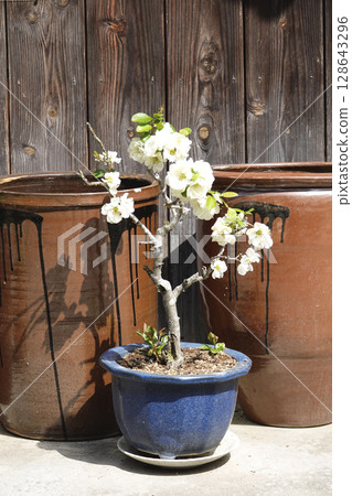 White flowers blooming in a large vase and flowerpot placed at the entrance of an old house 128643296