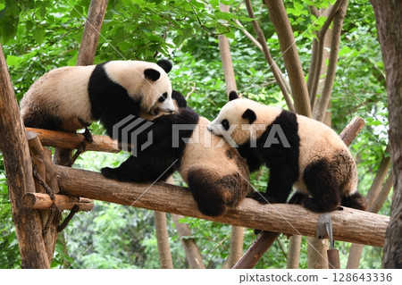 Giant pandas playing on a high log 128643336