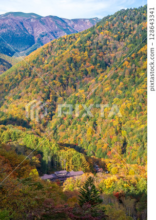 [Autumn leaves in the hot spring town] View of Shirahone Onsen from Kamikochi Norikura Super Forest Road 128643341