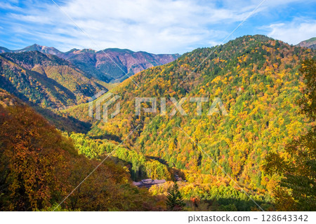 【溫泉鄉的紅葉】從上高地乘鞍超級森林道路眺望白骨溫泉 【溫泉鄉的紅葉】從上高地乘鞍超級森林道路眺望白骨溫泉 128643342