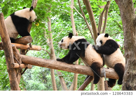 大貓熊在高高的圓木上玩耍 128643383