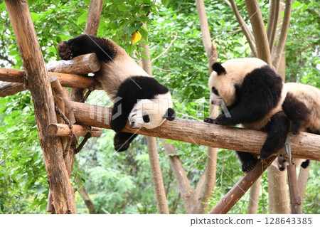 Giant pandas playing on a high log Giant pandas playing on a high log 128643385