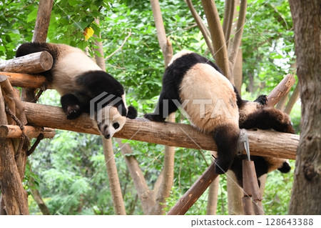 Giant pandas playing on a high log Giant pandas playing on a high log 128643388