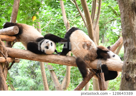 Giant pandas playing on a high log 128643389