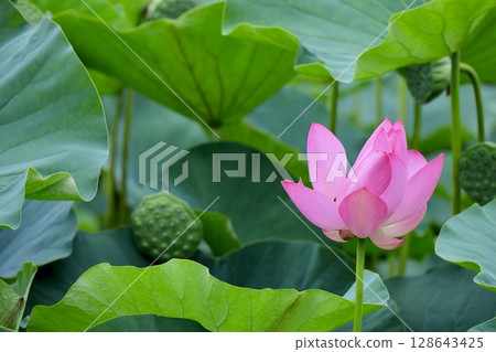 A lotus flower and its receptacle 128643425