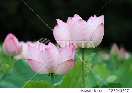 Landscape with lotus flowers 128643707