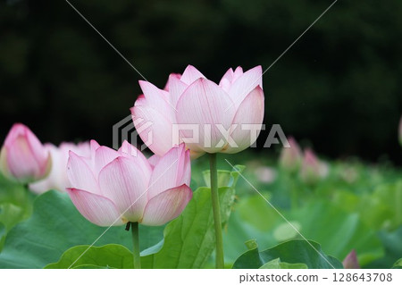 Landscape with lotus flowers 128643708