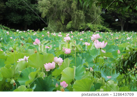 Landscape with lotus flowers 128643709