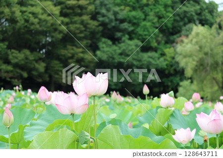 風景與蓮花 風景與蓮花 128643711