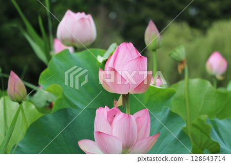 風景與蓮花 風景與蓮花 128643714