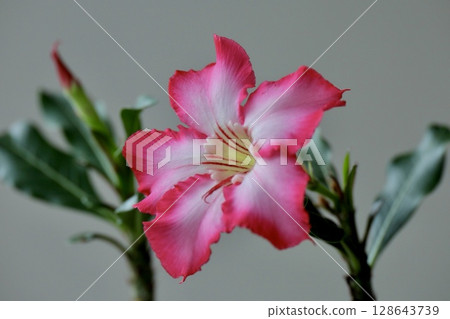 粉紅色沙漠玫瑰花 粉紅色沙漠玫瑰花 128643739