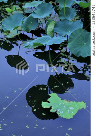 池塘中倒映的荷葉和光影藝術 128643743
