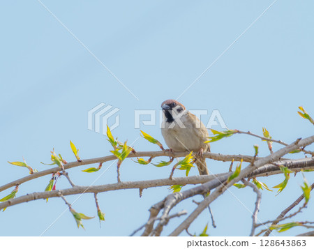Sparrow facing left 128643863