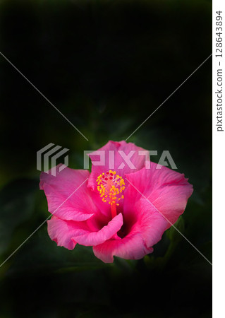 Red rose flower Red rose flower 128643894