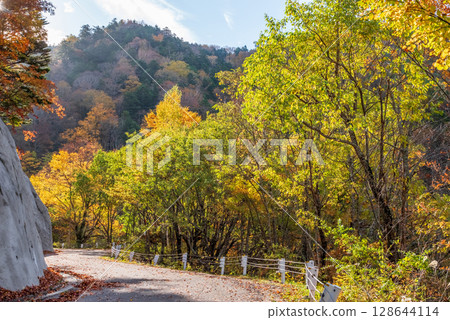 Autumn leaves on the Kamikochi Norikura Super Forest Road 128644114