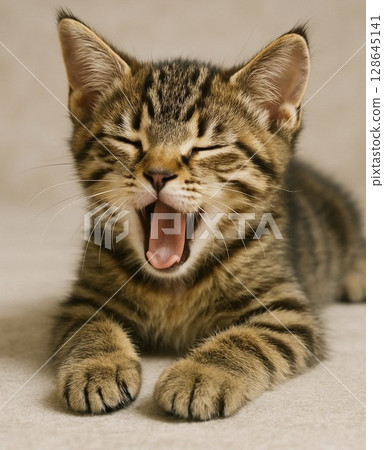 打呵欠的貓 128645141