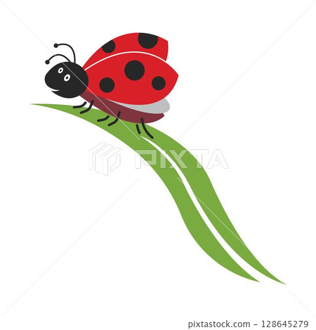 Ladybug vector. Ladybug on white background. 128645279