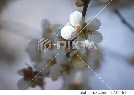 梅花 128646164