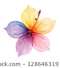 rainbow dahlia isolated on white 128646319