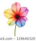 rainbow dahlia isolated on white 128646320
