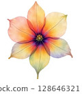 rainbow dahlia isolated on white 128646321