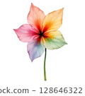 rainbow dahlia isolated on white 128646322