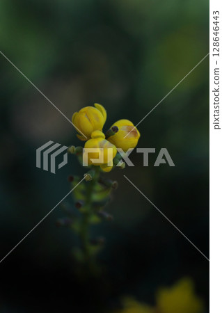 Yellow Heilynanten Flower 128646443