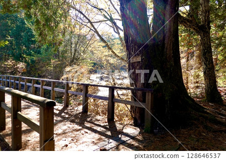 A view of the wooden bridge on the path to natural recreational forests in Agematsu Town, Kiso District, Nagano Prefecture 128646537
