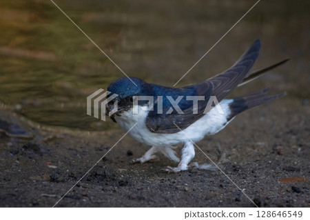 House Martin, Delichon urbicum on ground 128646549