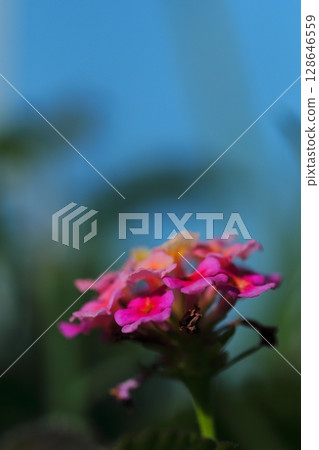 小馬纓丹花 128646559