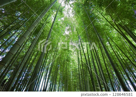 I look up at the bamboo grove 128646581