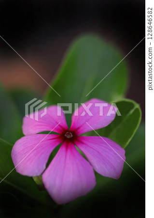 Pink Madagascar periwinkle flowers 128646582