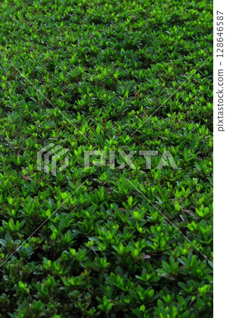 黃楊木，生命的微小葉子 128646587