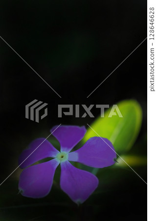 Purple periwinkle floating on a black background Purple periwinkle floating on a black background 128646628