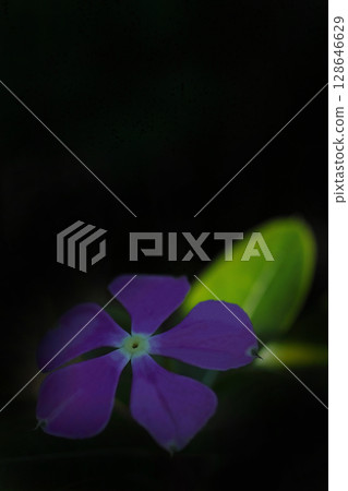 馬達加斯加長春花在樹蔭下輕輕綻放 馬達加斯加長春花在樹蔭下輕輕綻放 128646629