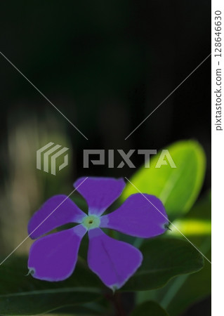 紫色長春花在黑色背景中綻放 128646630