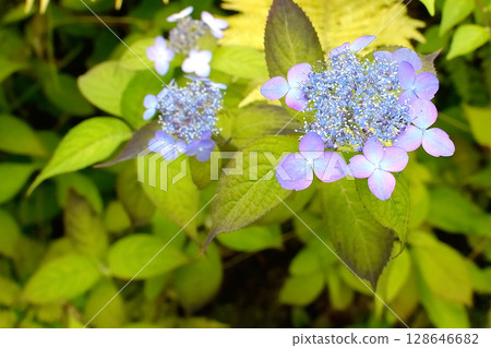 深山裡的繡球花盛開 128646682