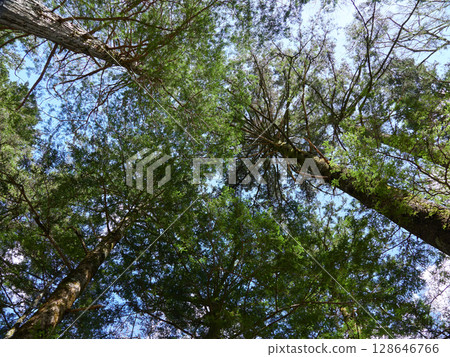 A low-angle shot of the forest scenery at Kamikochi, a popular tourist spot in early summer 128646766