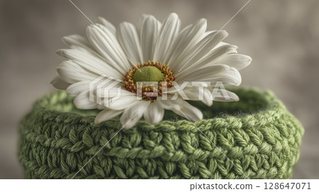 Close up of white daisy flower resting green knitted cushion soft background natural light detailed petals vibrant center cozy fresh spring floral decorative textured peaceful elegant simple 128647071