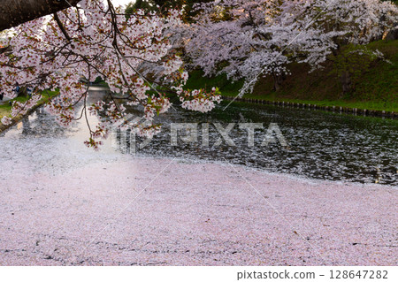 青森縣弘前市下白金町弘前公園 弘前城外護城河櫻花筏和盛開的染井吉野櫻 128647282