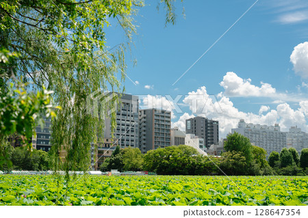 Summer of Ueno Park Shinobazu Pond in Tokyo, Japan Summer of Ueno Park Shinobazu Pond in Tokyo, Japan 128647354