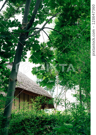 Summer of Akabane Nature Observation Park in Tokyo, Japan 128647360