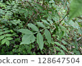 Nurde 128647504