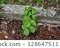 snake strawberry 128647511