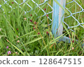 Poa rose 128647515