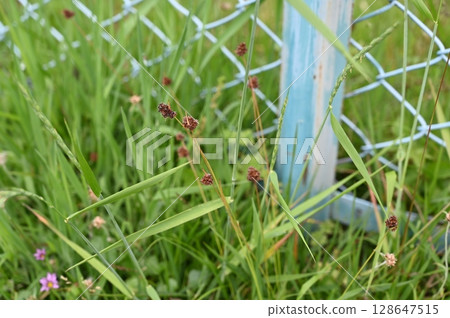 Poa上升了 Poa上升了 128647515