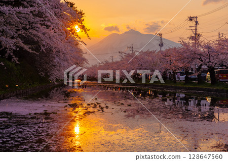 Hirosaki Park, Shimoshirogane-cho, Hirosaki City, Aomori Prefecture: Flower rafts floating on the outer moat of Hirosaki Castle, Somei-Yoshino cherry trees in full bloom, and the evening view of Mt. Iwaki 128647560