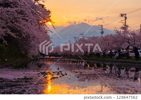 Hirosaki Park, Shimoshirogane-cho, Hirosaki City, Aomori Prefecture: Flower rafts floating on the outer moat of Hirosaki Castle, Somei-Yoshino cherry trees in full bloom, and the evening view of Mt. Iwaki Hirosaki Park, Shimoshirogane-cho, Hirosaki City, Aomori Prefecture: Flower rafts floating on the outer moat of Hirosaki Castle, Somei-Yoshino cherry trees in full bloom, and the evening view of Mt. Iwaki 128647562