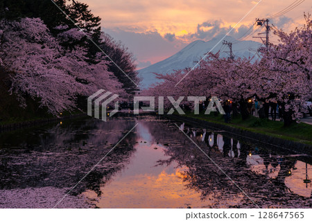 青森縣弘前市下白金町弘前公園:弘前城外護城河上的花筏、盛開的染井吉野櫻、岩木山的夜景 青森縣弘前市下白金町弘前公園:弘前城外護城河上的花筏、盛開的染井吉野櫻、岩木山的夜景 128647565