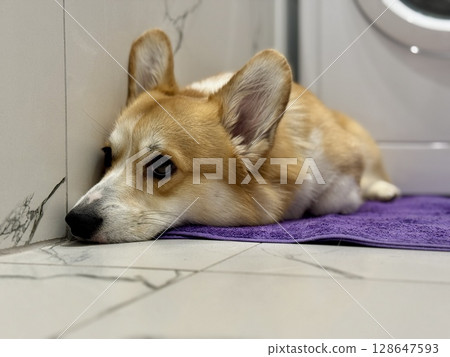 Sad red-haired corgi is bored at home. High quality photo 128647593